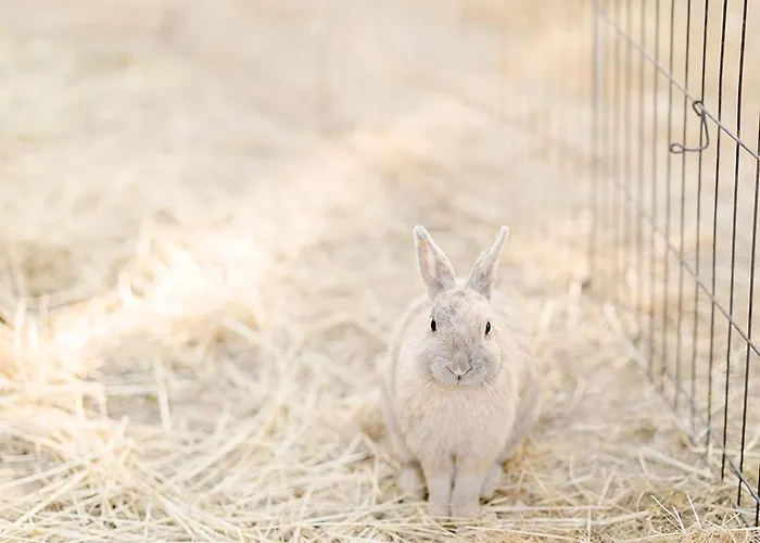 Un Eco-camping En Vendee אתר קמפינג