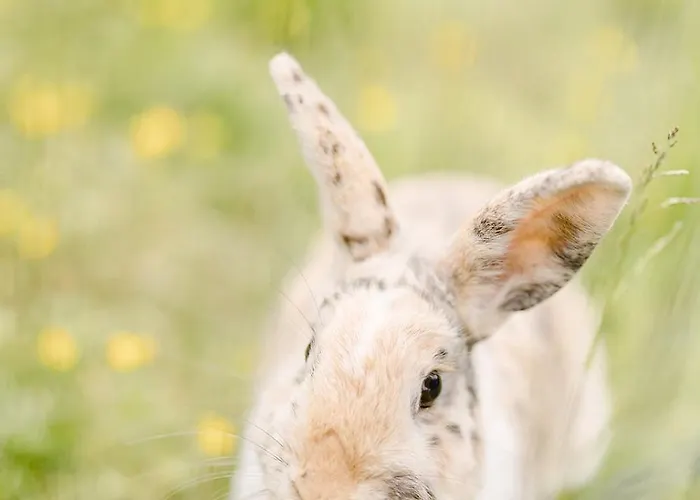 Un éco-camping En Vendée Camping 4*